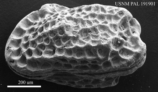 Genus indet. sp. indet.