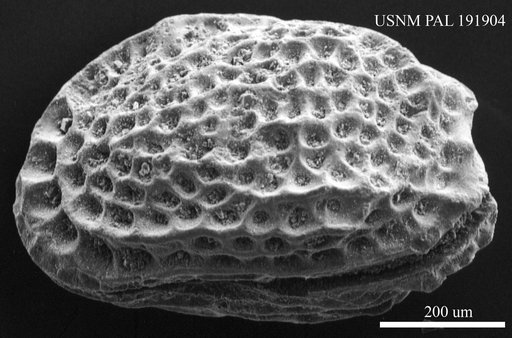Genus indet. sp. indet.