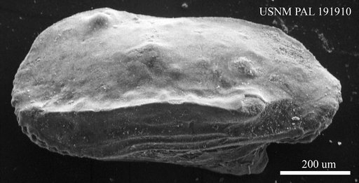 Ruggieria sp.