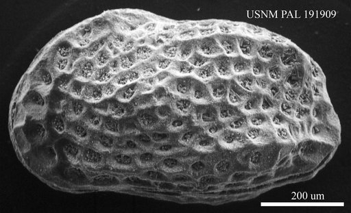 Genus indet. sp. indet.