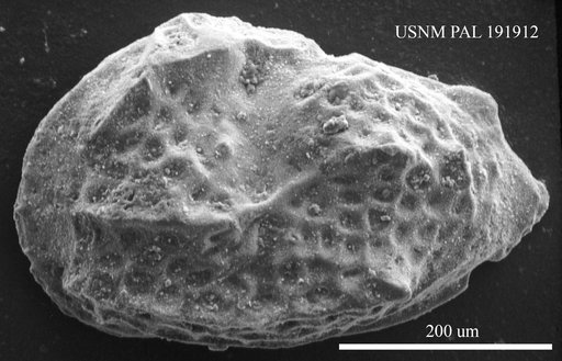 Paijenborchella sp.