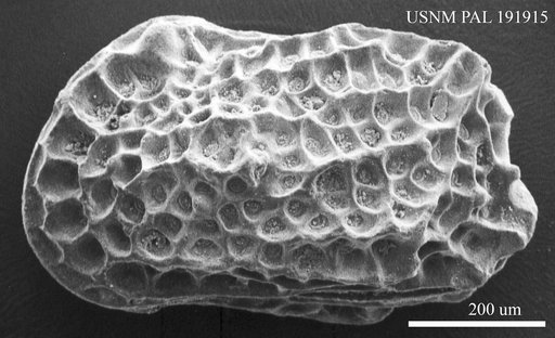 Genus indet. sp. indet.