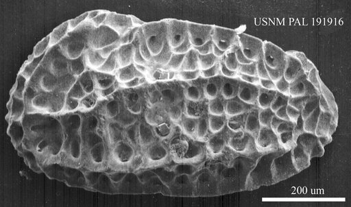 Genus indet. sp. indet.