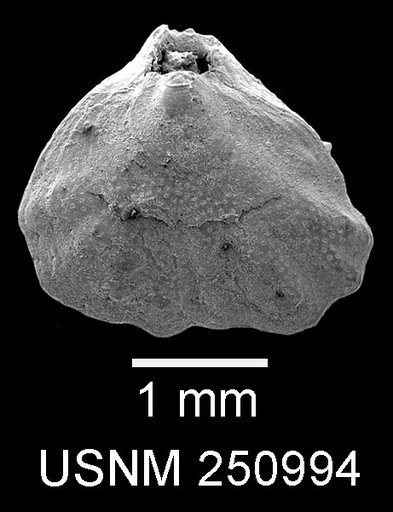 Argyrotheca cuneata (Risso, 1826)