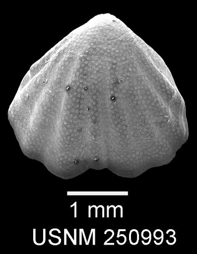 Argyrotheca cuneata (Risso, 1826)