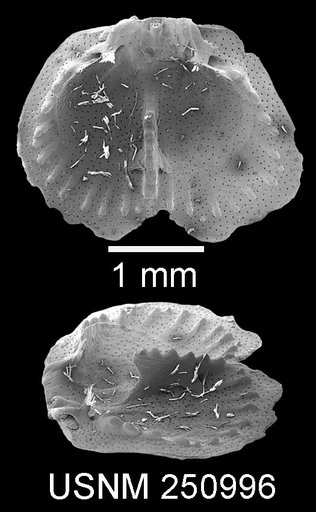 Argyrotheca cuneata (Risso, 1826)