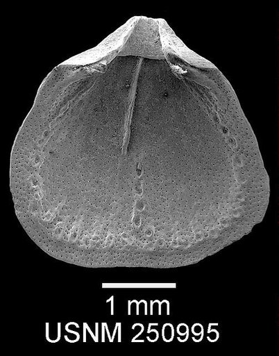 Argyrotheca cuneata (Risso, 1826)