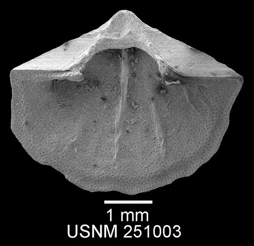 Megathiris detruncata (Gmelin, 1791)