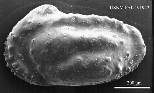 Genus indet. sp. indet.
