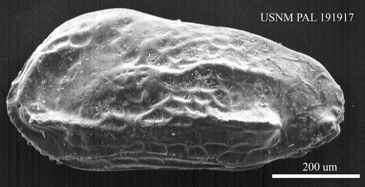 Ruggieria sp.