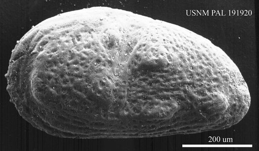 Genus indet. sp. indet.