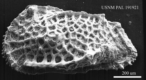 Genus indet. sp. indet.