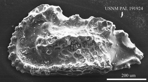 Genus indet. sp. indet.