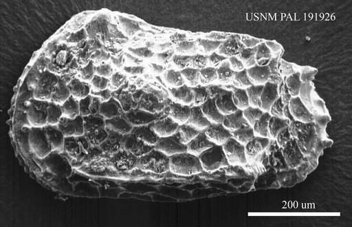 Genus indet. sp. indet.