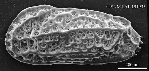 Genus indet. sp. indet.