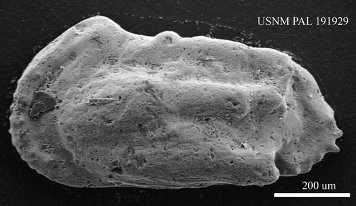 Genus indet. sp. indet.