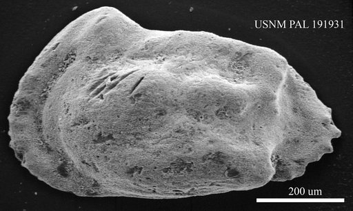 Genus indet. sp. indet.