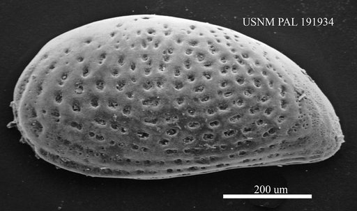 Genus indet. sp. indet.