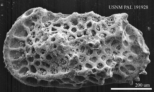 Genus indet. sp. indet.