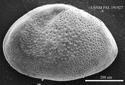 Genus indet. sp. indet.
