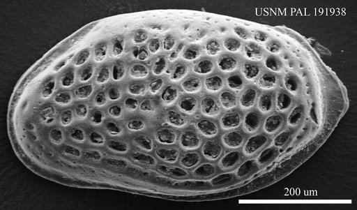 Genus indet. sp. indet.