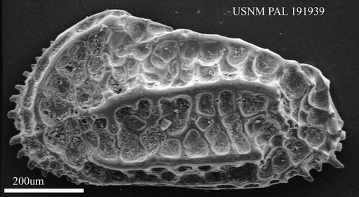 Genus indet. sp. indet.