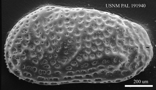 Genus indet. sp. indet.