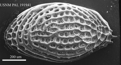 Genus indet. sp. indet.