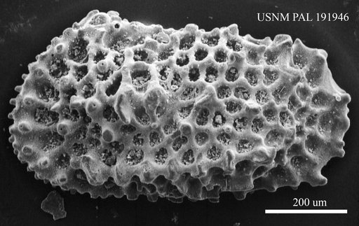 Genus indet. sp. indet.