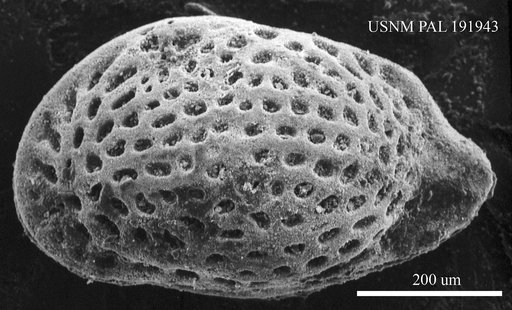 Genus indet. sp. indet.