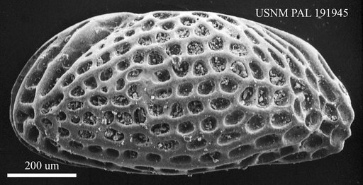 Genus indet. sp. indet.