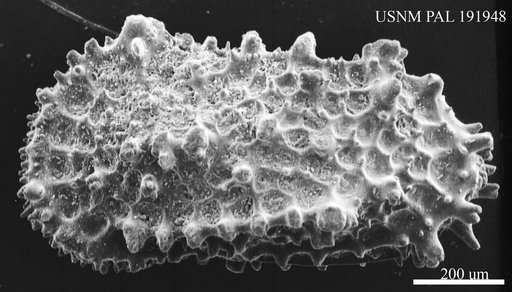 Genus indet. sp. indet.