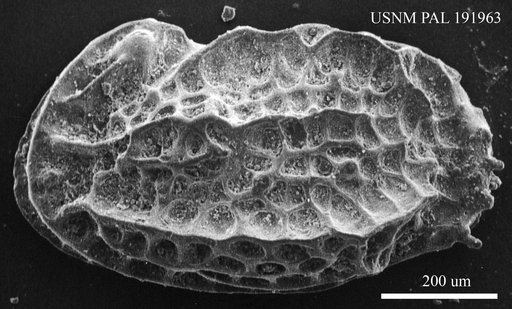 Genus indet. sp. indet.
