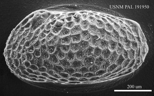 Genus indet. sp. indet.