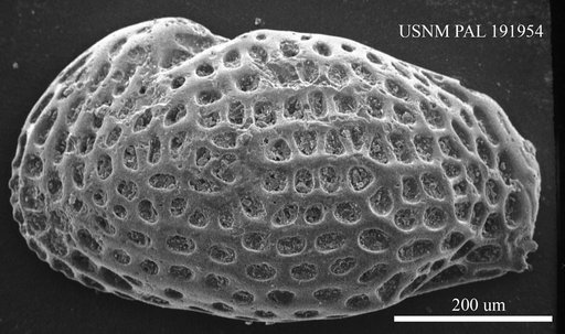 Genus indet. sp. indet.