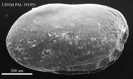 Loculicytheretta cavernosa