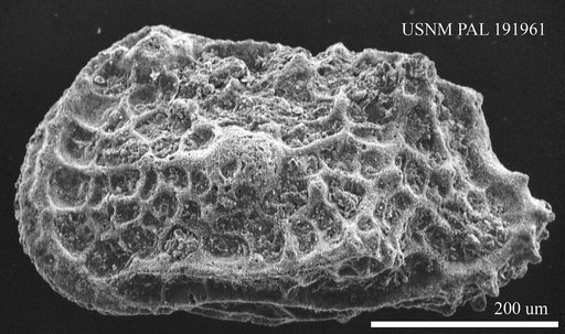 Genus indet. sp. indet.
