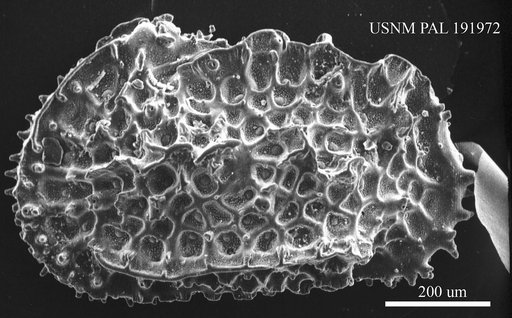 Genus indet. sp. indet.