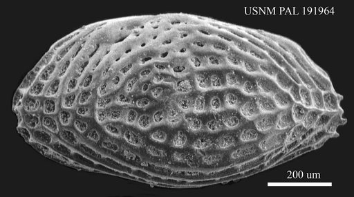Genus indet. sp. indet.