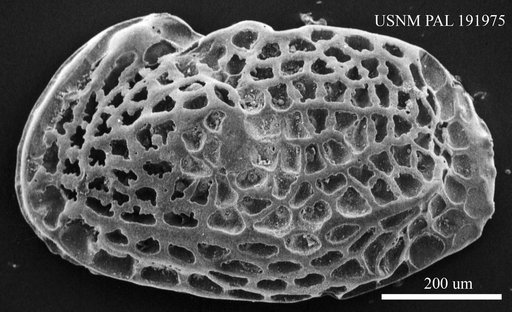Genus indet. sp. indet.