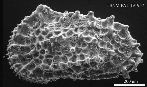 Genus indet. sp. indet.