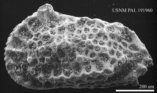 Genus indet. sp. indet.