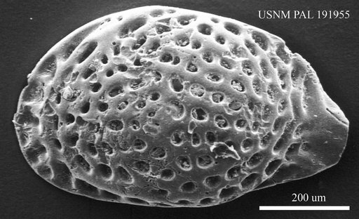Genus indet. sp. indet.