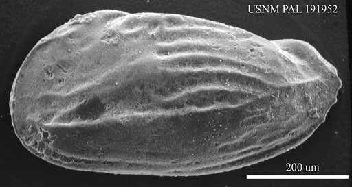 Genus indet. sp. indet.