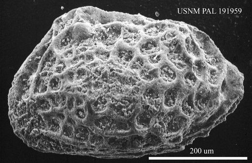 Genus indet. sp. indet.