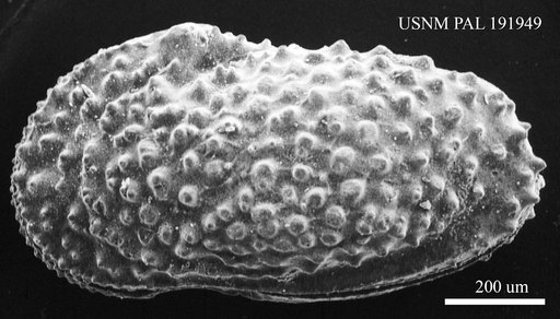 Genus indet. sp. indet.