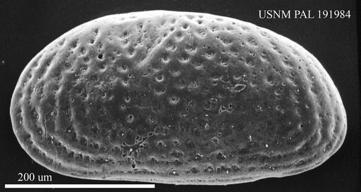Genus indet. sp. indet.