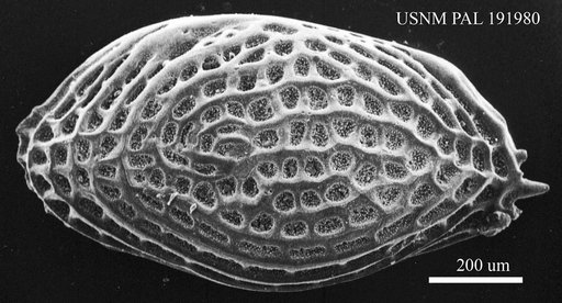 Genus indet. sp. indet.