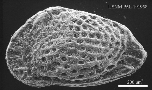 Genus indet. sp. indet.