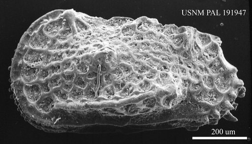 Genus indet. sp. indet.